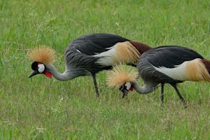 Crowned Crane © Walt Anderson