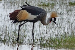 Crowned Crane © Walt Anderson