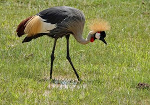 Crowned Crane © Walt Anderson