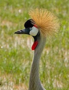 Crowned Crane © Walt Anderson