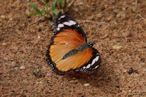 Diadem © Walt Anderson