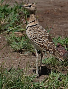 Double-banded Courser © Walt Anderson