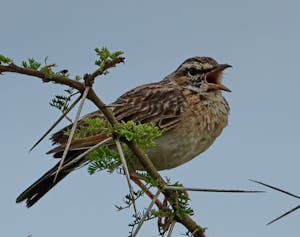 Foxy Lark © Walt Anderson