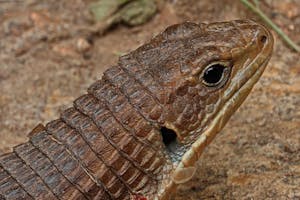 Giant Platy Lizard © Walt Anderson