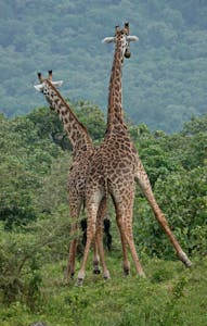 Giraffes © Walt Anderson