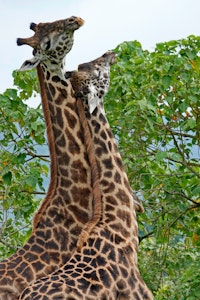 Giraffes © Walt Anderson