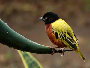 Golden-backed Weaver © Walt Anderson