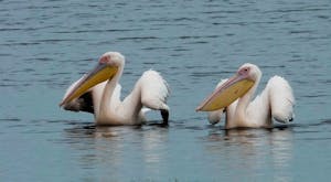Great White Pelican © Walt Anderson