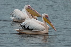 Great White Pelican © Walt Anderson