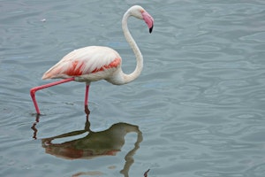 Greater Flamingo © Walt Anderson