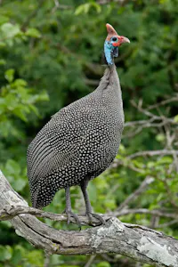 Helmeted Guineafowl © Walt Anderson