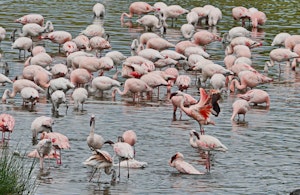 Lesser Flamingo © Walt Anderson