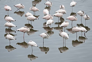 Lesser Flamingo © Walt Anderson