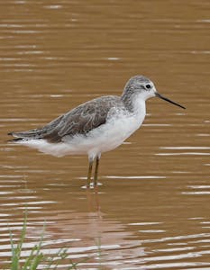Marsh Sandpiper © Walt Anderson