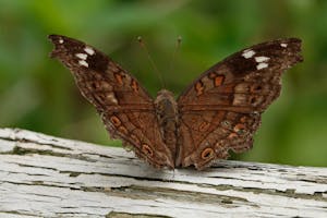 Natal Pansy © Walt Anderson