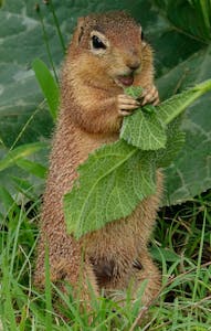 Ochre Bush Squirrel © Walt Anderson