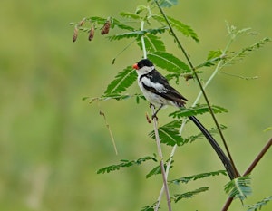 Pin-tailed Whydah © Walt Anderson