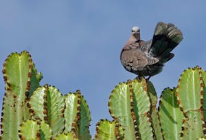 Red-eyed Dove © Walt Anderson