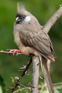 Speckled Mousebird © Walt Anderson