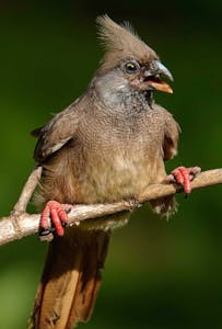 Speckled Mousebird © Walt Anderson