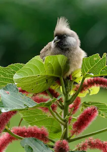 Speckled Mousebird © Walt Anderson