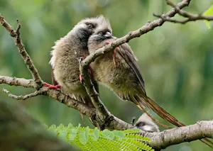Speckled Mousebird © Walt Anderson
