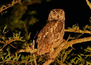 Spotted Eagle Owl © Walt Anderson