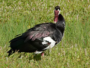 Spur-winged Goose © Walt Anderson