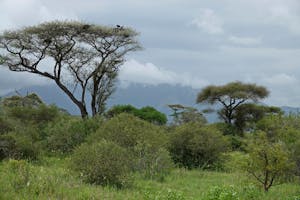 Tawny Eagles © Walt Anderson