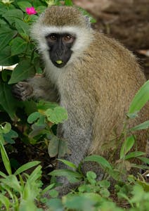 Vervet © Walt Anderson