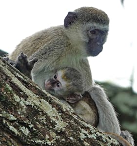 Vervets © Walt Anderson