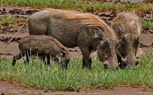 Warthogs © Walt Anderson