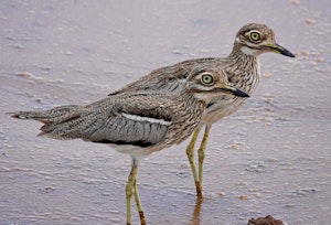 Water Thick-knee © Walt Anderson