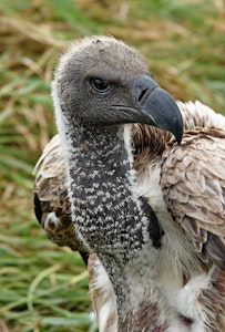 White-backed Vulture © Walt Anderson