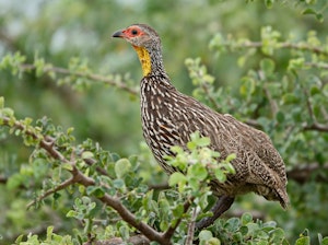 Yellow-necked Francolin © Walt Anderson