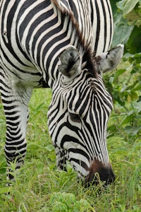 Zebra © Walt Anderson
