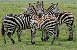 Zebras © Walt Anderson