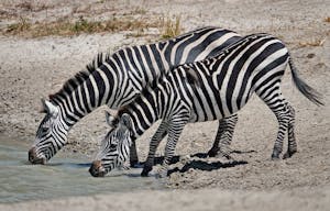 Zebras © Walt Anderson