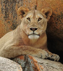 Lion © Walt Anderson