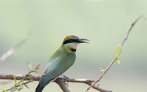 Rainbow bee-eater © Bob Lewis