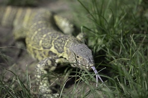 Nile Monitor Lizard © Brian Shepard