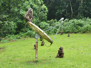 Babboons © Adam Walter