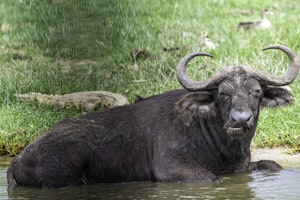 Cape Buffalo © Brian Shepard