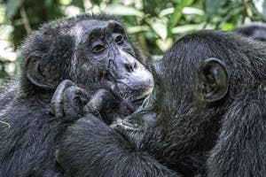 Chimpanzee © Brian Shepard