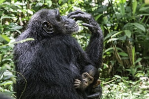 Chimpanzee © Brian Shepard