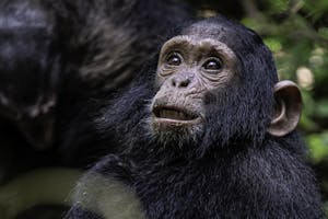 Chimpanzee © Brian Shepard