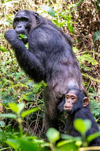 Chimpanzee © Brian Shepard