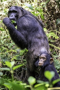 Chimpanzee © Brian Shepard
