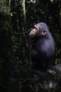 Chimpanzee © Brian Shepard