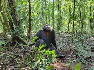 Chimpanzee © Adam Walter